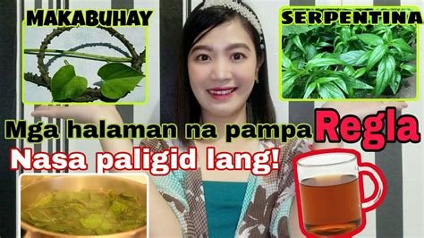 mga pagkain para lumabas ang regla|Halamang Gamot Na Pamparegla, Anu.